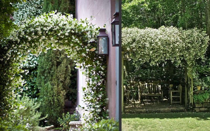  Madison Confederate Jasmine - 3 Gallon Pot