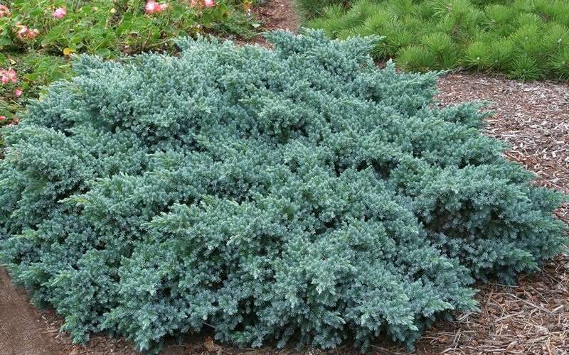  Blue Star Juniper - 2 Gallon Pot
