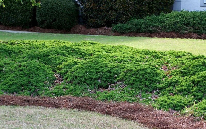  Green Mound Juniper - 2 Gallon Pot 