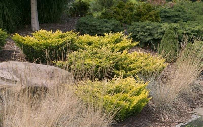  Limeglow Golden Andorra Compact Juniper - 3 Gallon Pot