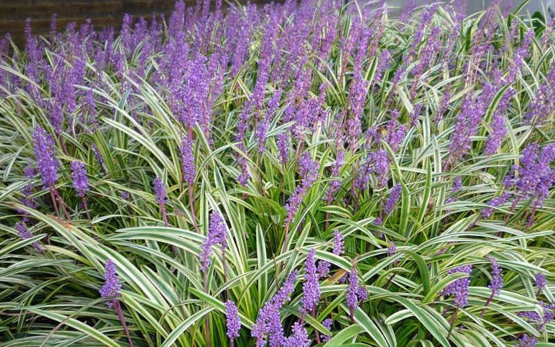  Variegated Liriope - Monkey Grass / Lilyturf - 6 Pack Of Pint Pots