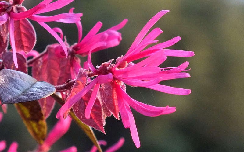  Purple Pixie Loropetalum - 2 Gallon Pot