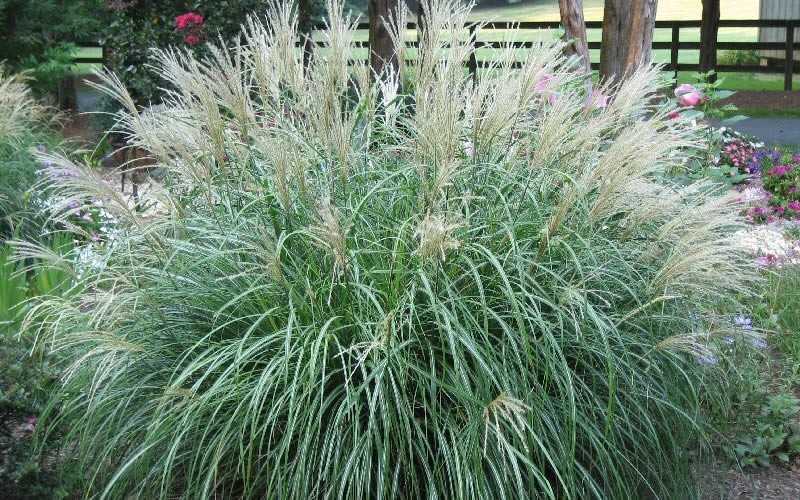  Adagio Dwarf Maiden Grass - Miscanthus Sinensis - 1 Gallon Pot