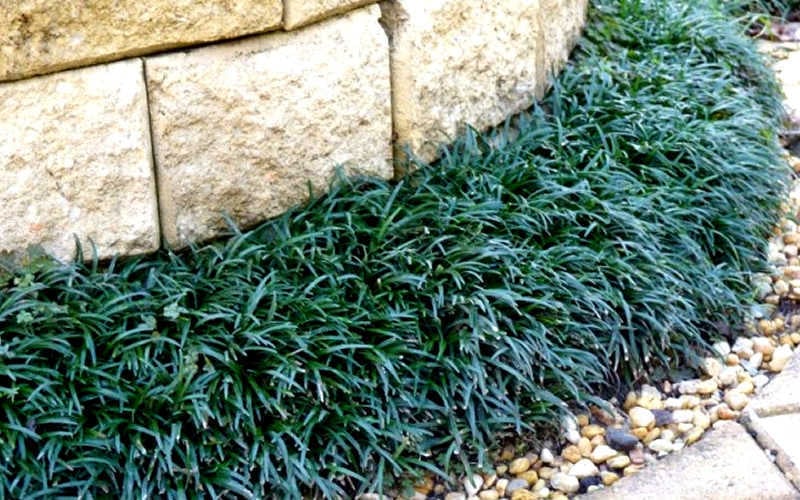 Dwarf Mondo Grass - 72 Pack Of 3.5" Pint Pots