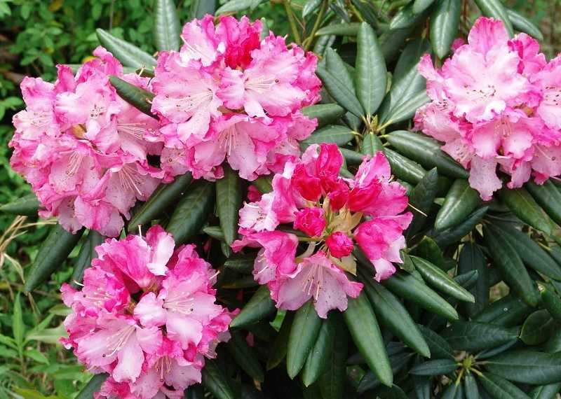  Southgate 'Brandi' Rhododendron - 2 Gallon Pot