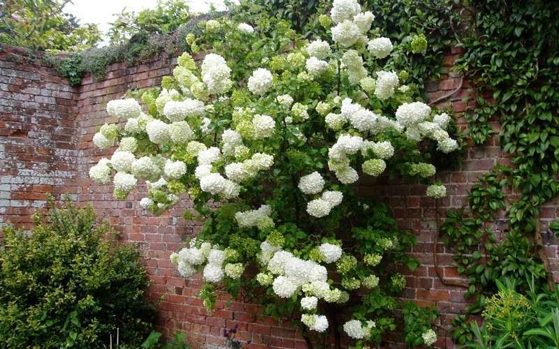  Chinese Snowball Viburnum Bush - 3 Gallon Pot