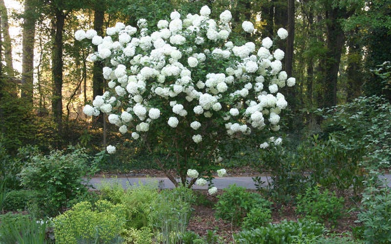  Chinese Snowball Viburnum Bush - 3 Gallon Pot