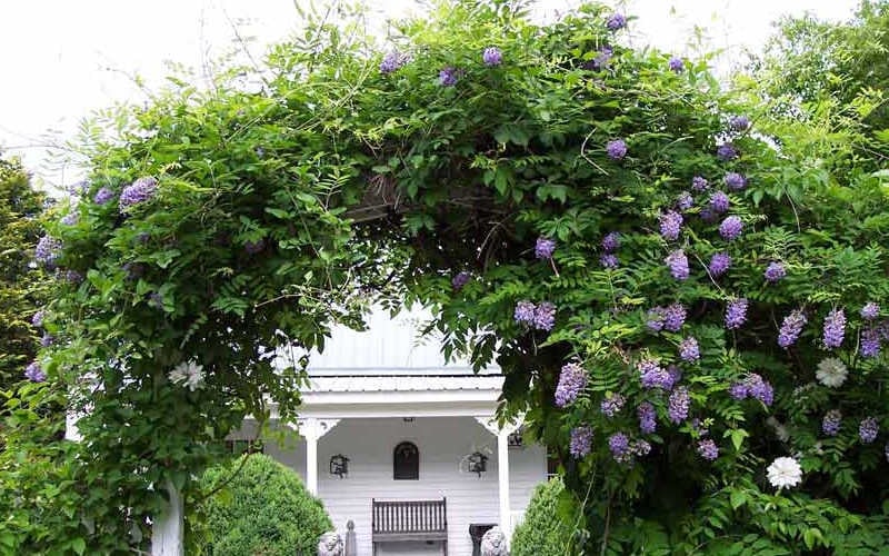  Amethyst Falls Wisteria Vine - 3 Gallon Pot