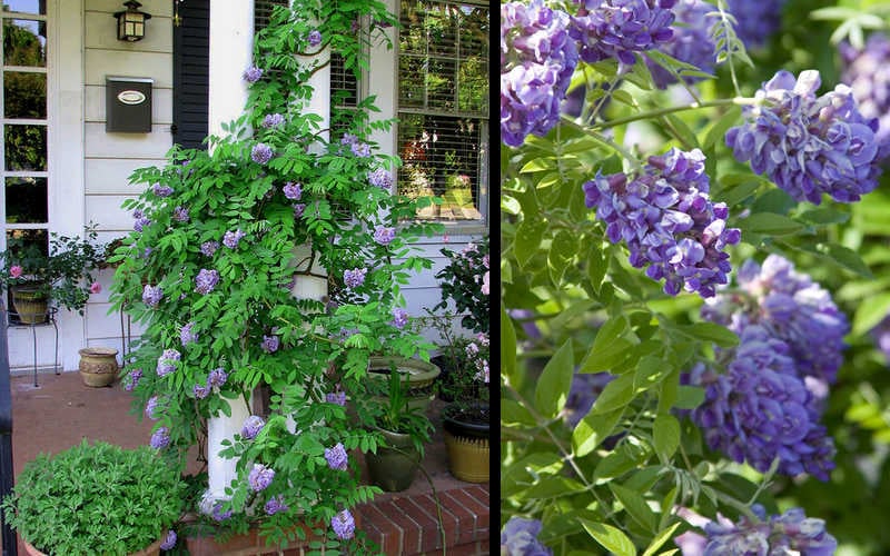  Amethyst Falls Wisteria Vine - 3 Gallon Pot