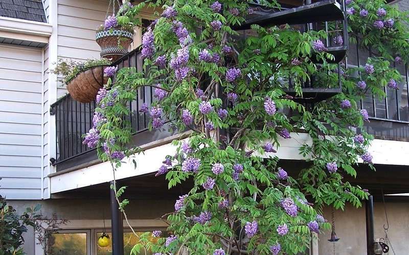  Amethyst Falls Wisteria Vine - 3 Gallon Pot