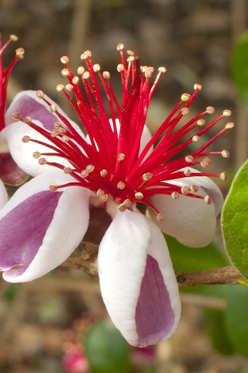  Pineapple Guava -Feijoa Sellowiana - 7 Gallon Pot