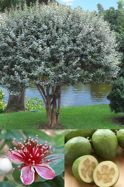  Pineapple Guava -Feijoa Sellowiana - 7 Gallon Pot