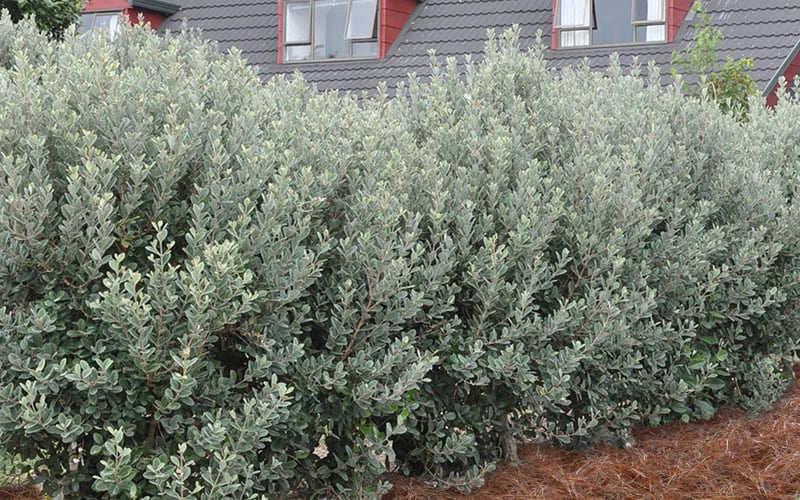  Bambina Dwarf Pineapple Guava (Feijoa Sellowiana ' Tharfiona') - 3 Gallon Pot