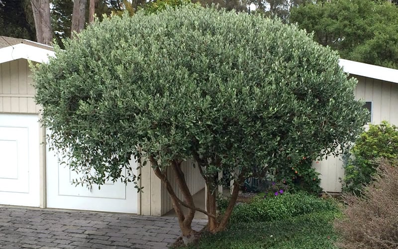  Pineapple Guava -Feijoa Sellowiana - 7 Gallon Pot