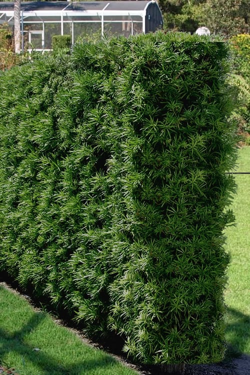  Podocarpus Macrophyllus Upright Yew - 7 Gallon Pot (4-5')