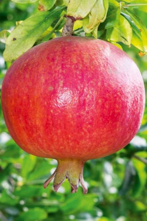  Russian 26 Cold Hardy Pomegranate - 6 Pack Of 1 Gallon Pots