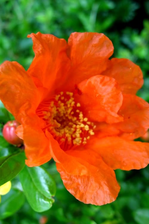  Russian 26 Cold Hardy Pomegranate - 1 Gallon Pot