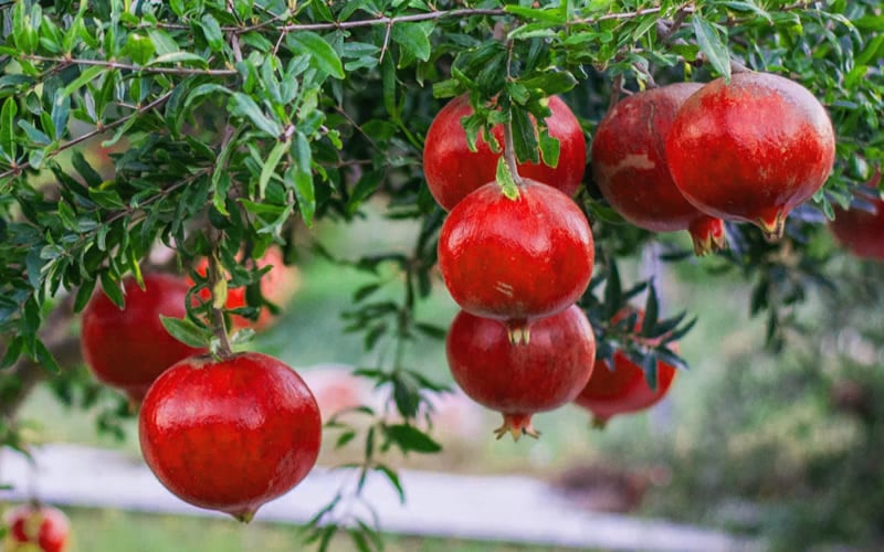  Russian 26 Cold Hardy Pomegranate - 1 Gallon Pot