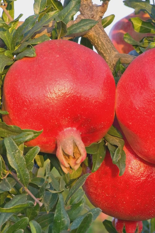  Russian 26 Cold Hardy Pomegranate - 1 Gallon Pot