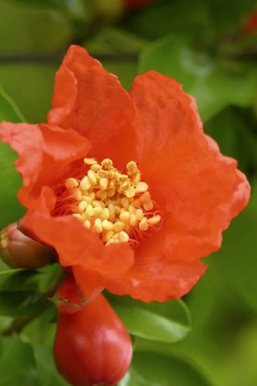  Austin Pomegranate - 3 Gallon Pot