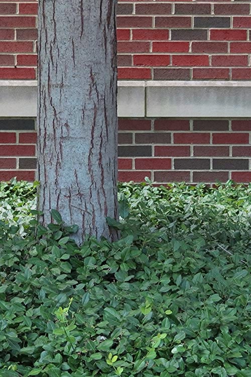  Purple Wintercreeper - Euonymus Fortunei Coloratus - 18 Count Flat Of Pint Pots