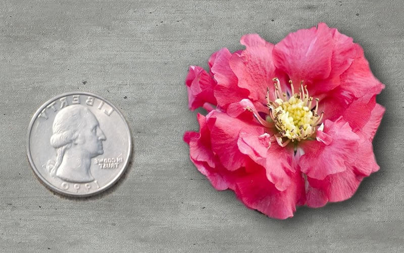  Double Take Pink Storm Flowering Quince - 2 Gallon Pot 