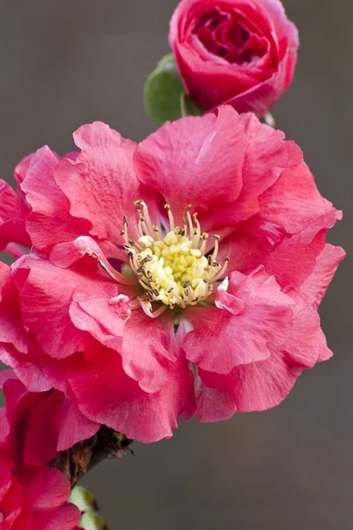  Double Take Pink Storm Flowering Quince - 2 Gallon Pot 