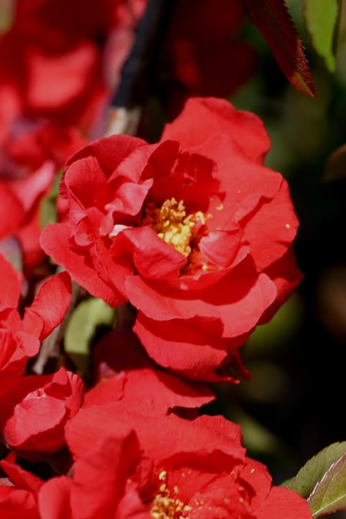 Iwai Nishiki Red Flowering Quince - 1 Gallon Pot