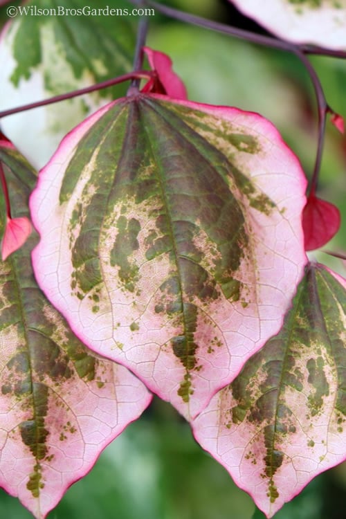  Carolina Sweetheart Eastern Redbud Tree - 5 Gallon Pot