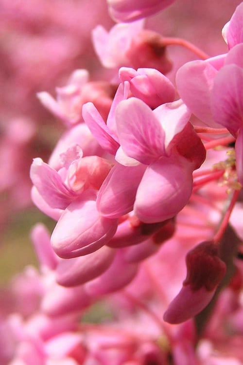  Carolina Sweetheart Eastern Redbud Tree - 5 Gallon Pot