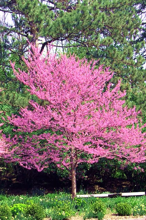  Carolina Sweetheart Eastern Redbud Tree - 3 Gallon Pot 
