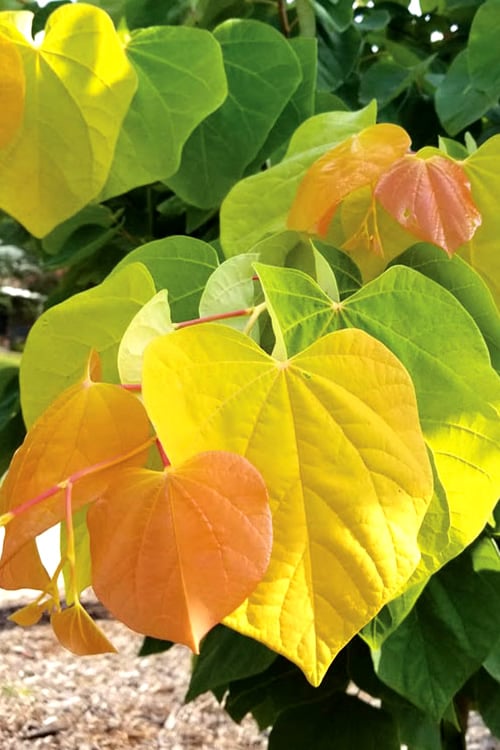  The Rising Sun Redbud Tree - 7 Gallon Pot (3-4')