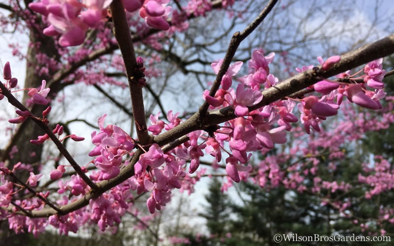  The Rising Sun Redbud Tree - 3 Gallon Pot
