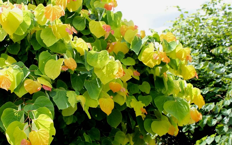  The Rising Sun Redbud Tree - 7 Gallon Pot (3-4')
