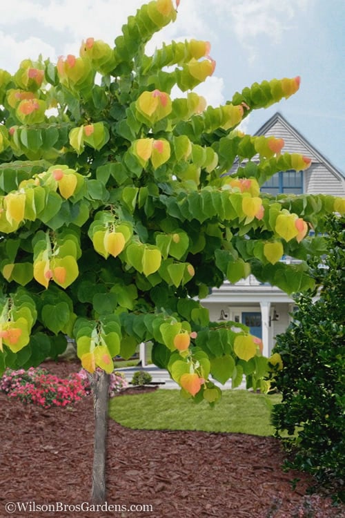  The Rising Sun Redbud Tree - 3 Gallon Pot