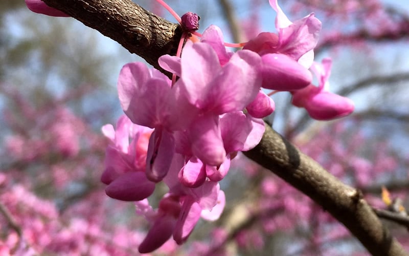  The Rising Sun Redbud Tree - 3 Gallon Pot