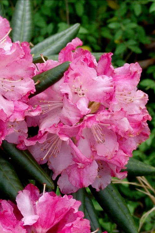  Southgate 'Brandi' Rhododendron - 2 Gallon Pot