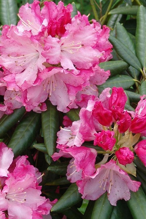  Southgate 'Brandi' Rhododendron - 2 Gallon Pot