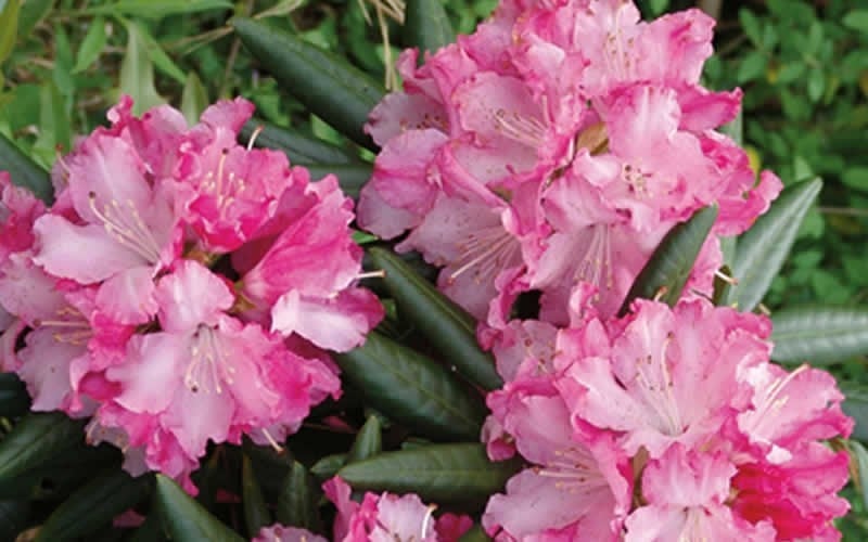  Southgate 'Brandi' Rhododendron - 2 Gallon Pot