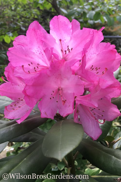  Southgate 'Radiance' Rhododendron - 3 Gallon Pot