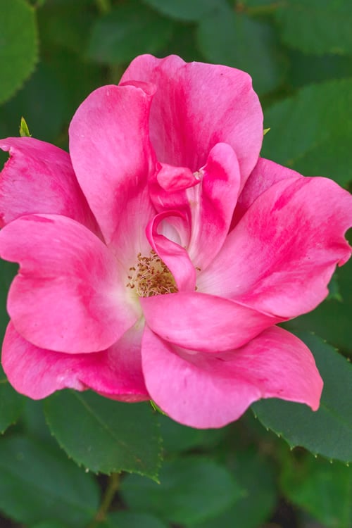  Swamp Rose (Rosa Palustris) - 3 Pack Of 1.5 Quart Pots