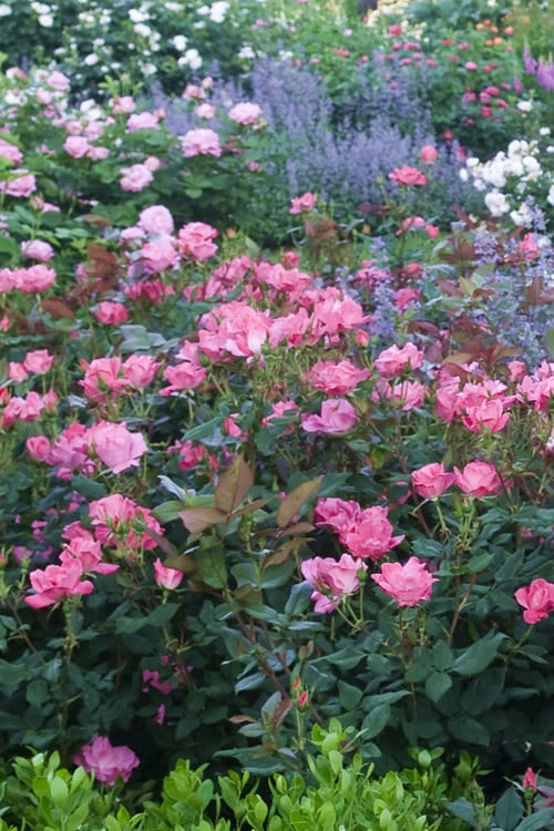  Swamp Rose (Rosa Palustris) - 3 Pack Of 1.5 Quart Pots