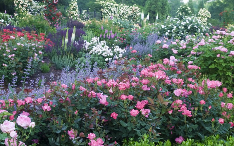  Swamp Rose (Rosa Palustris) - 3 Pack Of 1.5 Quart Pots