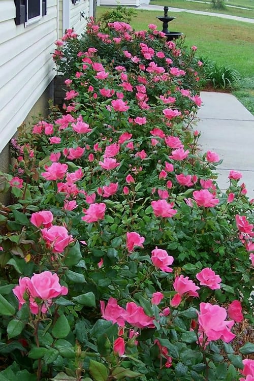  Swamp Rose (Rosa Palustris) - 3 Pack Of 1.5 Quart Pots