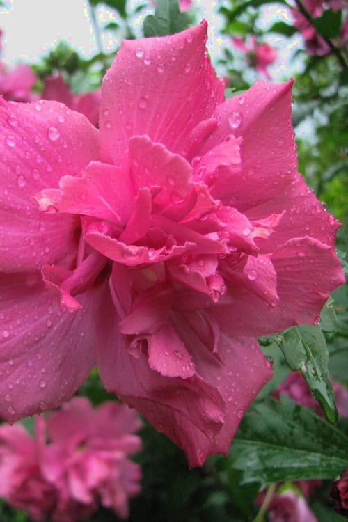  Lucy Rose Of Sharon (Single Trunk Tree) - 7 Gallon Pot (4-5')