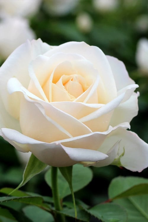  Easy Spirit White Rose - 3 Gallon Pot
