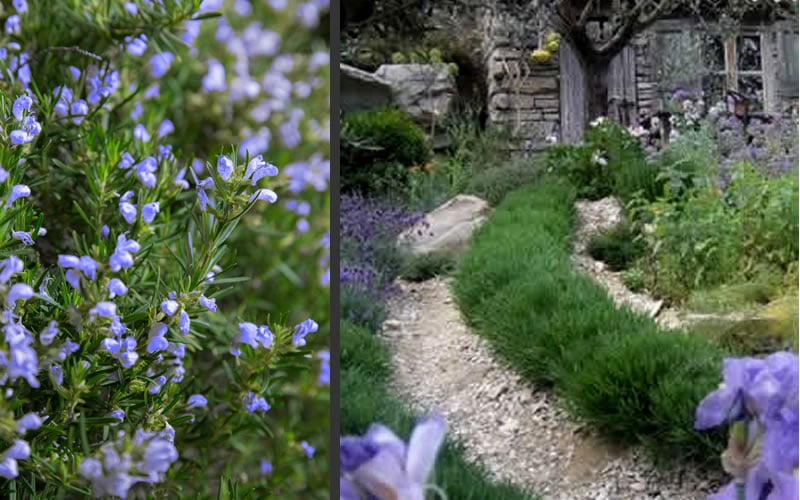  Chef's Choice Rosemary - 1 Gallon Pot