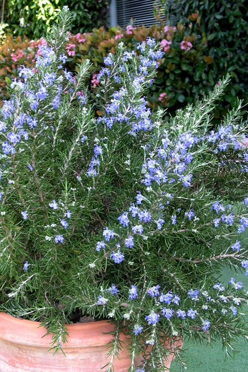  Chef's Choice Rosemary - 1 Gallon Pot