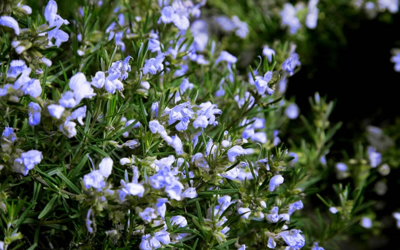  Chef's Choice Rosemary - 1 Gallon Pot