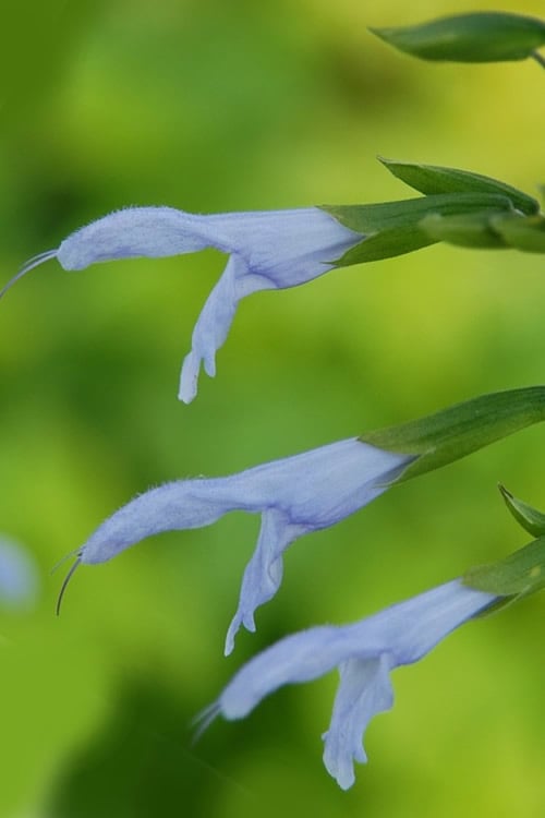 Argentine Skies Salvia (Hummingbird Sage) - 1 Gallon Pot